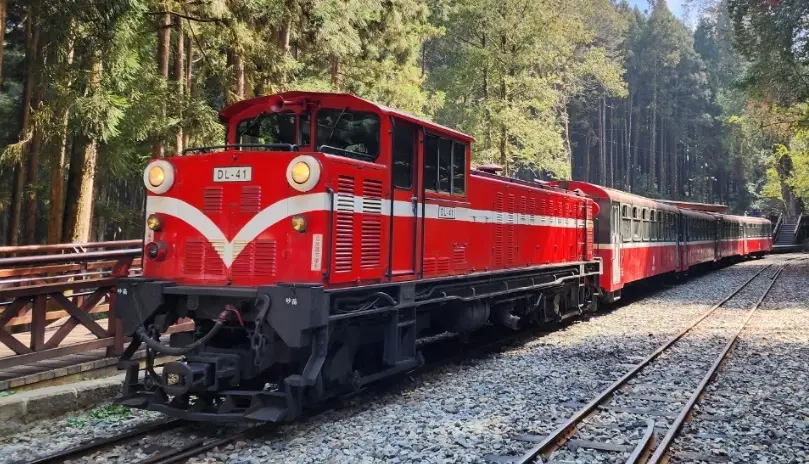 帶寵物遊阿里山 帶寵物遊阿里山