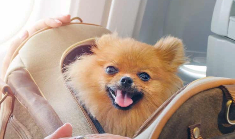 高鐵帶寵物