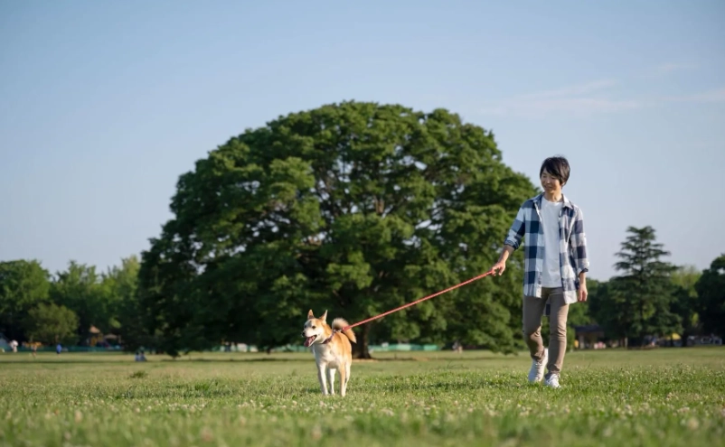 中部寵物友善景點清單：帶毛孩出遊必收的實用指南
