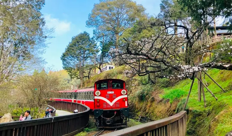 阿里山小火車寵物搭乘全攻略：規則、準備與實戰經驗