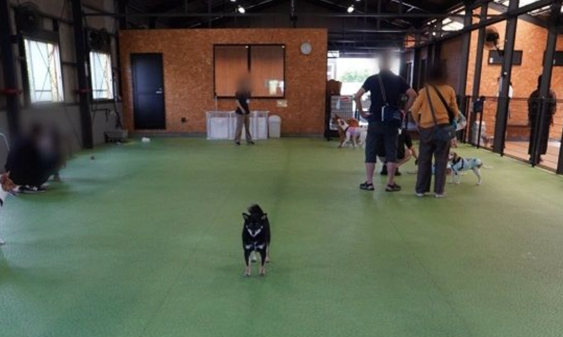 台北室內遛狗場