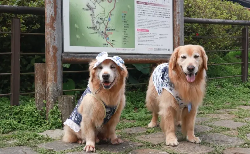 台北寵物友善步道