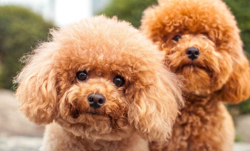 貴賓狗 老年 貴賓狗 老年