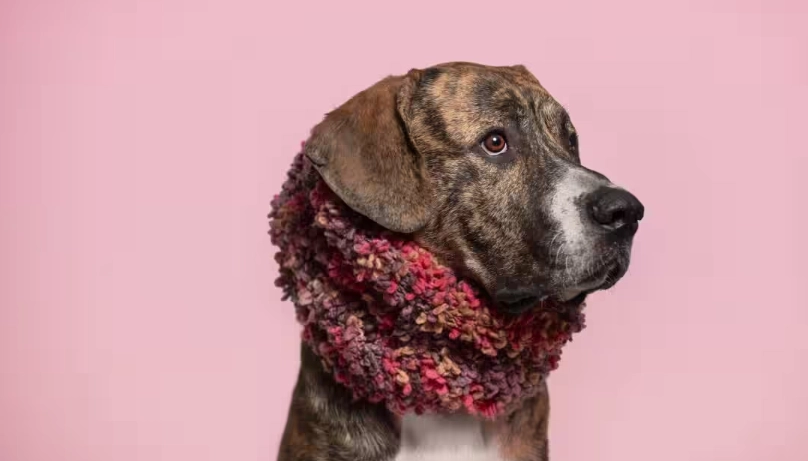 犬舍咳治療 犬舍咳治療