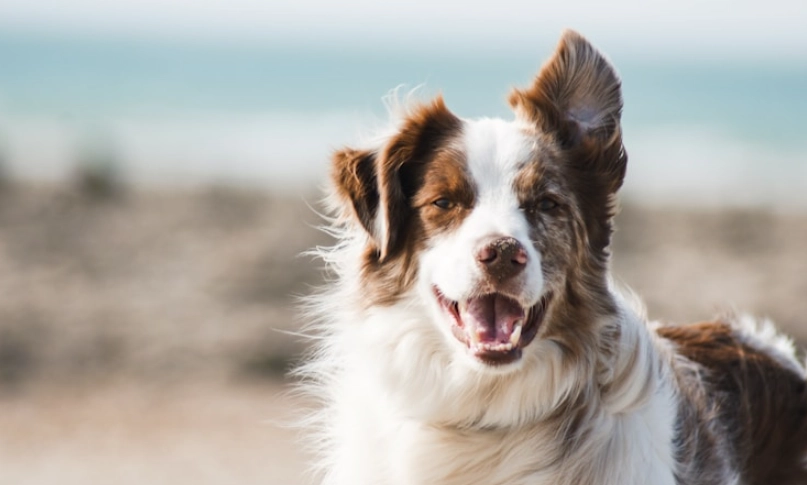 狗狗吐黃水泡沫