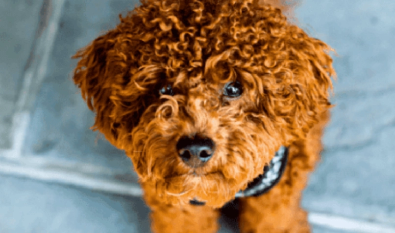 老狗 飲食 調整 老狗 飲食 調整