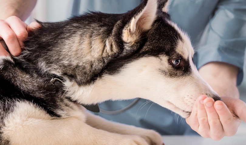 狗咳嗽乾咳 狗咳嗽乾咳