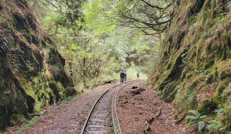 阿里山眠月線申請 阿里山眠月線申請