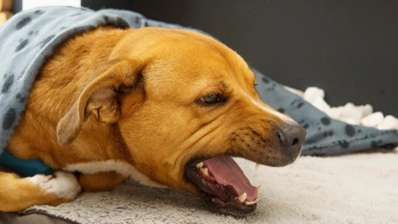 犬舍咳症狀 犬舍咳症狀