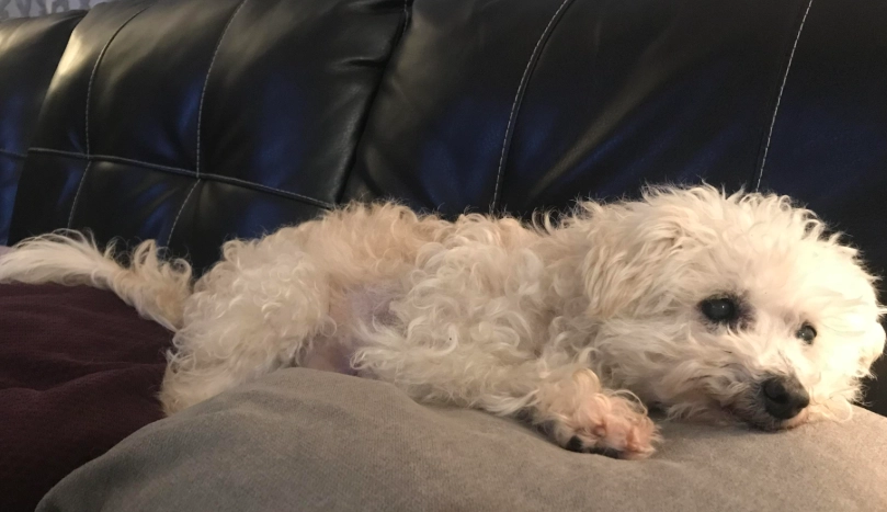 貴賓狗 老狗 照顧 貴賓狗 老狗 照顧