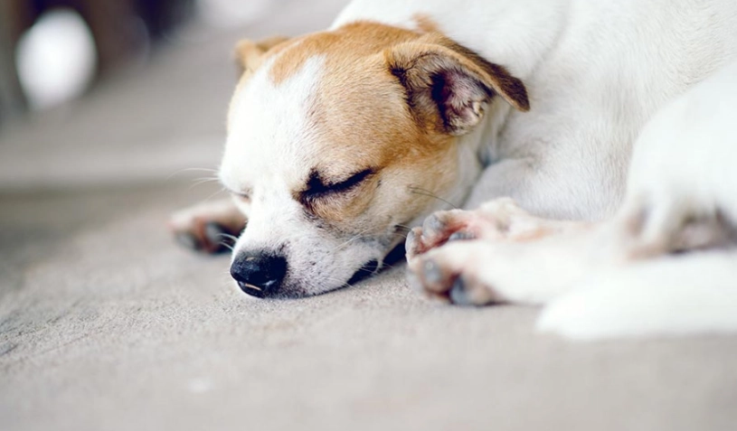 狗狗吐黃水 狗狗吐黃水