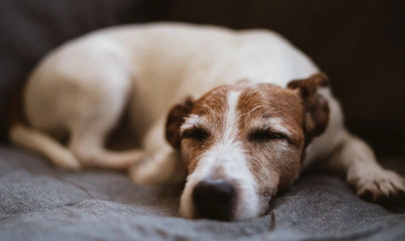 犬舍咳症狀 犬舍咳症狀