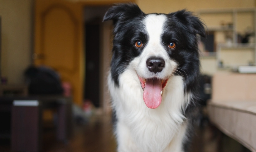 狗嘔吐黃色泡沫