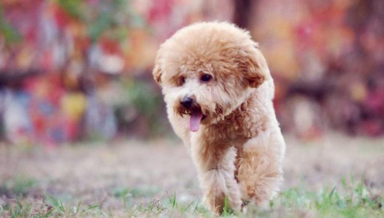 老狗 飲食 調整 老狗 飲食 調整