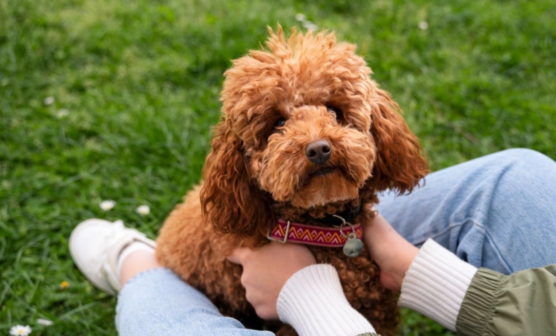 貴賓狗 老年 貴賓狗 老年