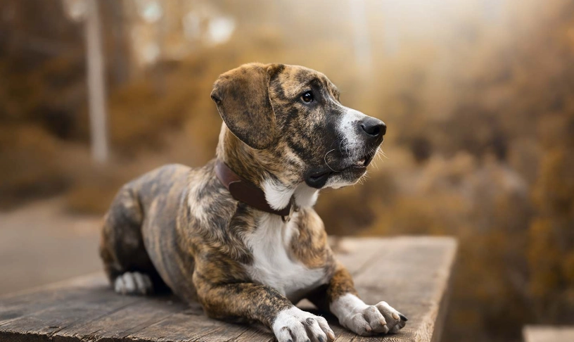 犬舍咳症狀 犬舍咳症狀