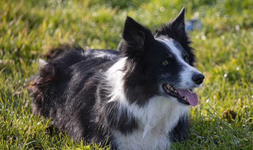 狗狗吐黃水 狗狗吐黃水