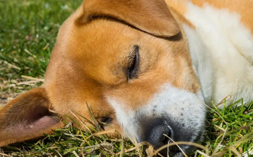 犬舍咳治療 犬舍咳治療