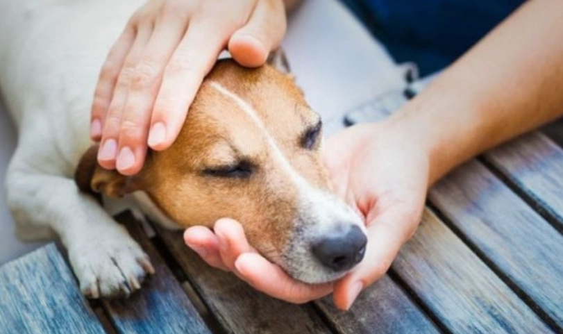 狗嘔吐黃色泡沫 狗嘔吐黃色泡沫