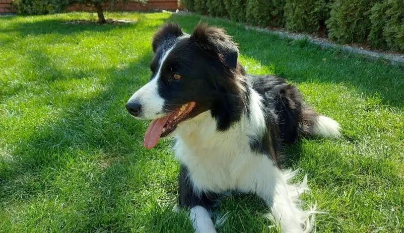 狗嘔吐黃色泡沫 狗嘔吐黃色泡沫