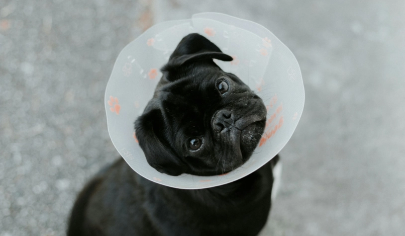 狗狗結紮費用 狗狗結紮費用