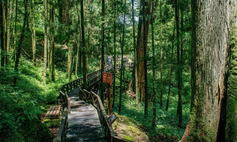 阿里山森林遊樂區開放時間