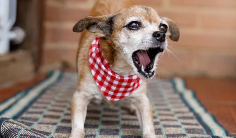 犬舍咳症狀 犬舍咳症狀