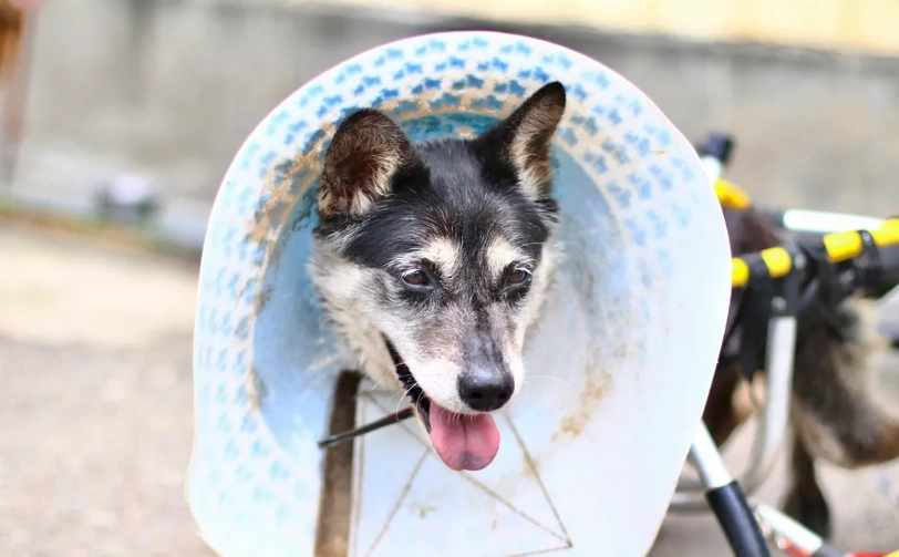公狗結紮好處 公狗結紮好處