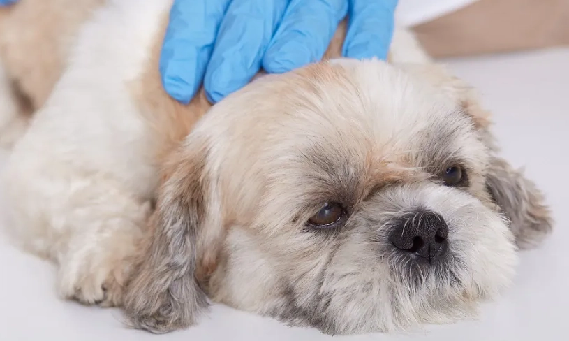 犬舍咳預防 犬舍咳預防