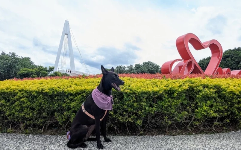 帶狗去雲林