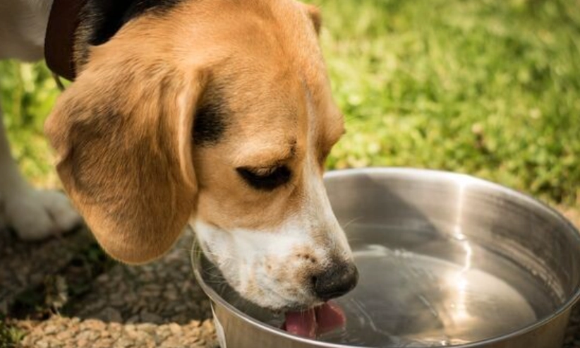 狗狗心臟衰竭護理 狗狗心臟衰竭護理