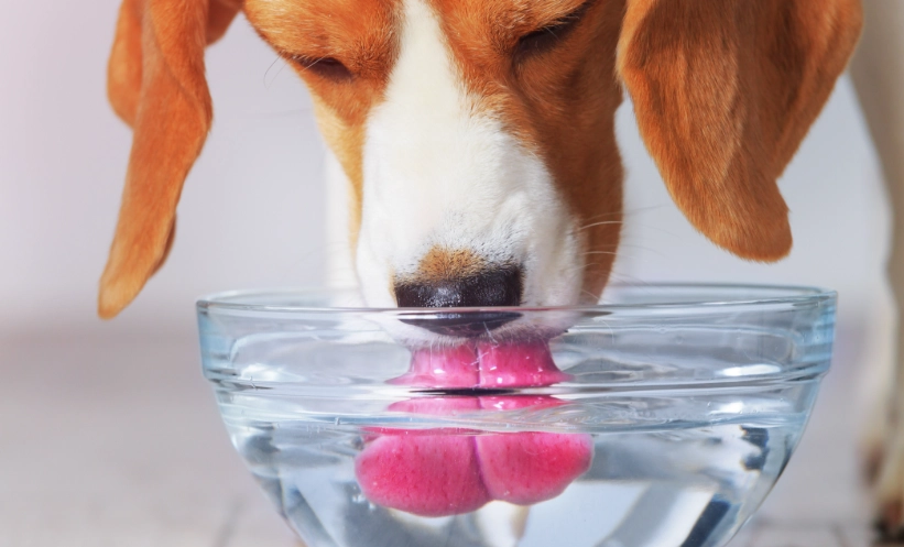 狗肺積水喝水禁忌 狗肺積水喝水禁忌