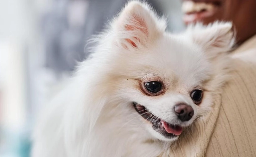 氣管塌陷治療 氣管塌陷治療