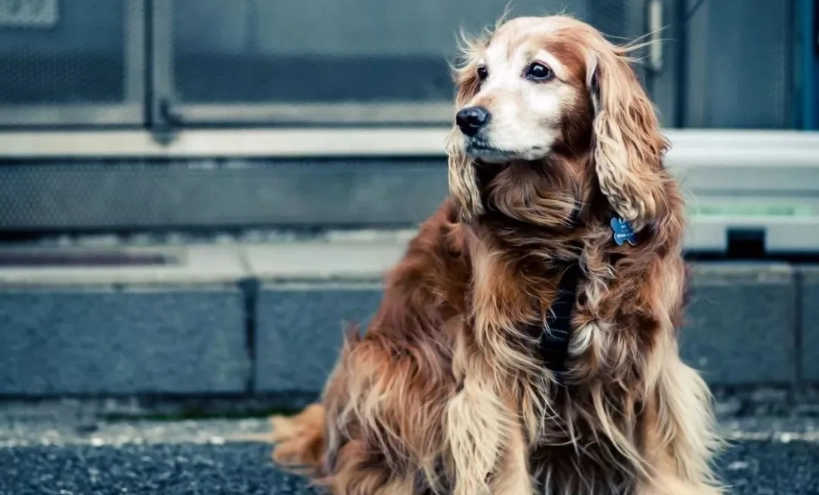 狗狗吐綠色液體怎麼辦？獸醫教你緊急處理與預防方法