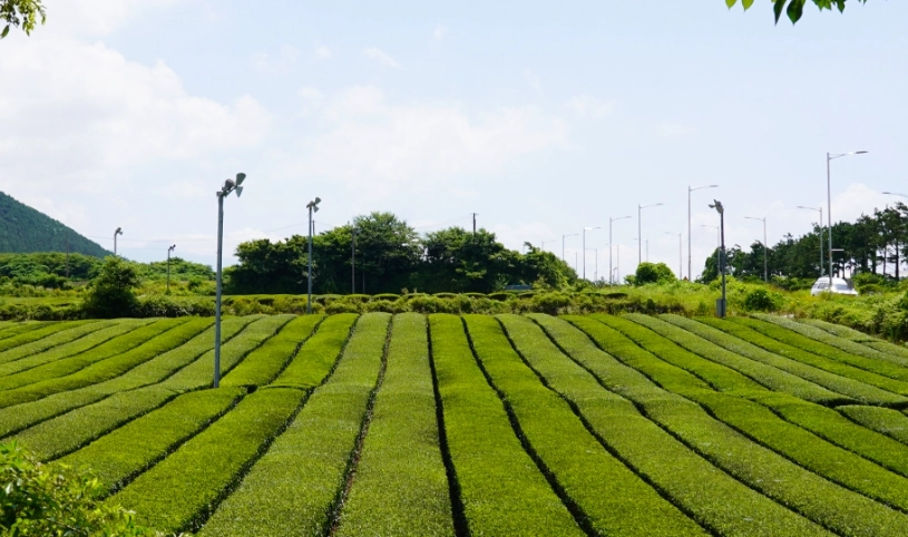 濟州島冬天旅遊 濟州島冬天旅遊