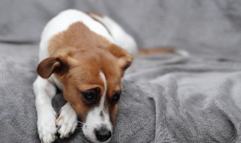 犬舍咳治療 犬舍咳治療