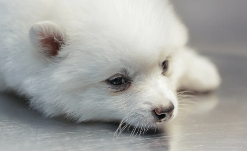 犬隻呼吸道疾病 犬隻呼吸道疾病