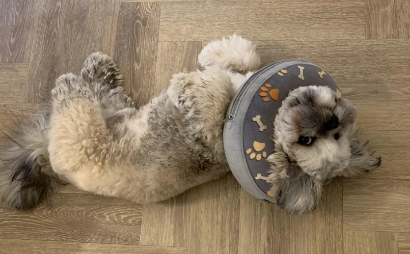 狗狗結紮費用 狗狗結紮費用