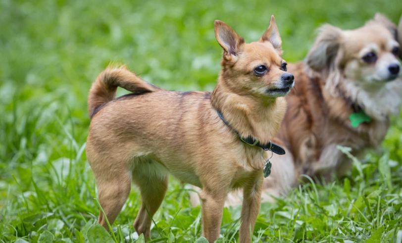 狗狗吐綠色液體原因