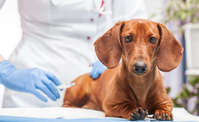 犬舍咳預防 犬舍咳預防