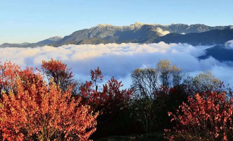 阿里山一日遊 阿里山一日遊