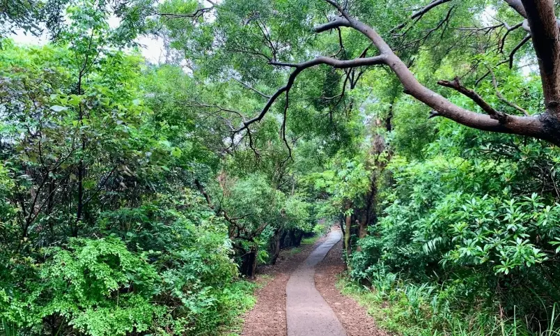 桃園五酒桶山步道｜新手親子都適合的環狀健行路線，山頂草原超好拍