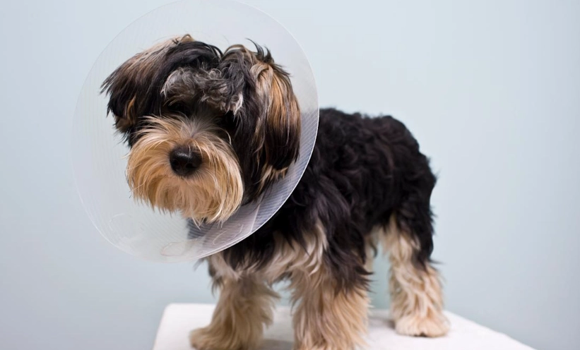 公狗結紮好處 公狗結紮好處