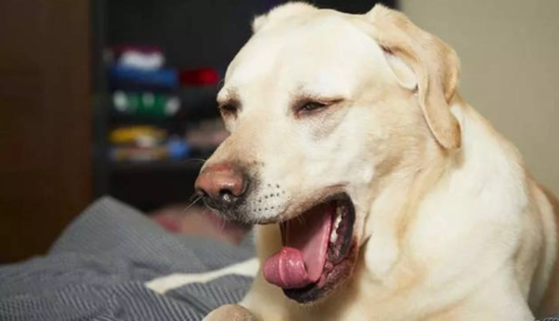 犬舍咳治療方法