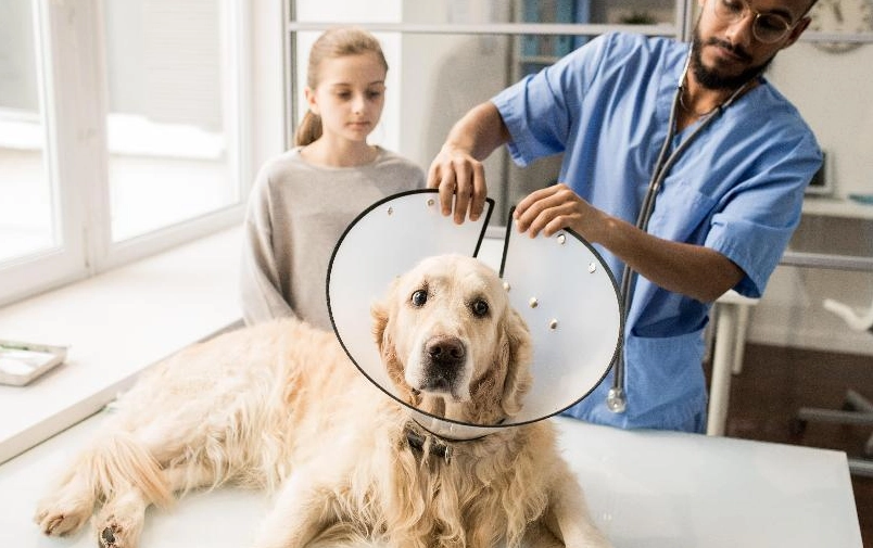 公狗結紮好處 公狗結紮好處