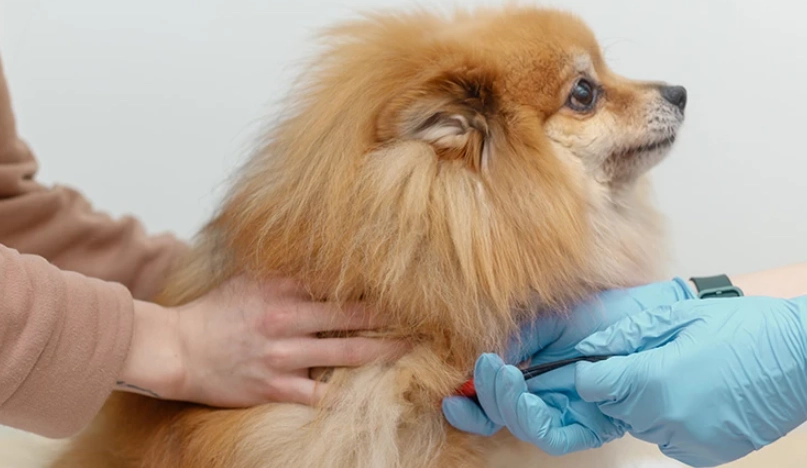 狗狗氣管塌陷 狗狗氣管塌陷