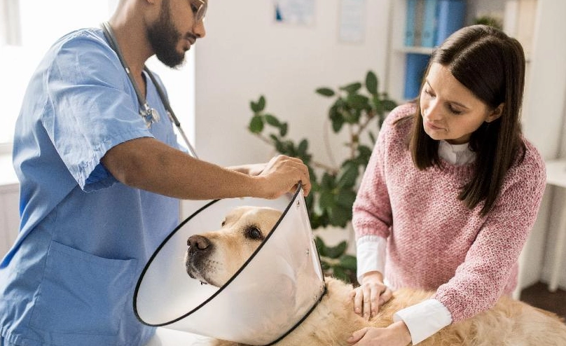 狗狗結紮費用 狗狗結紮費用