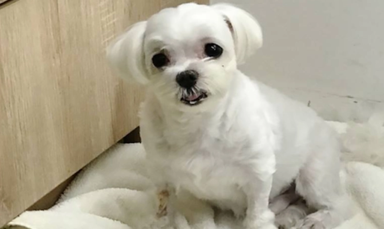 狗狗氣管塌陷 狗狗氣管塌陷