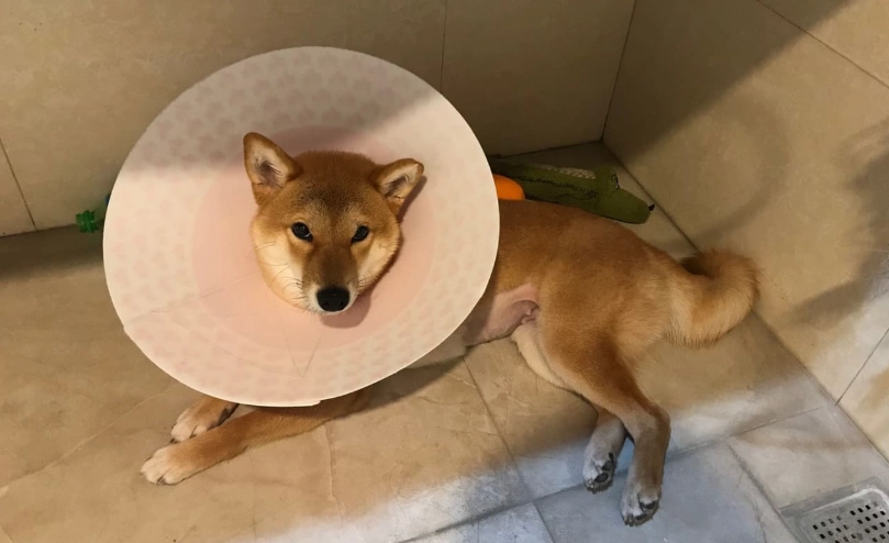 狗狗結紮費用 狗狗結紮費用