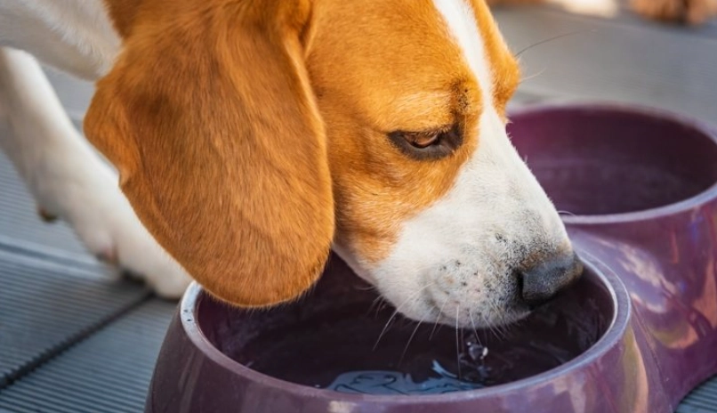 狗狗肺積水症狀 狗狗肺積水症狀